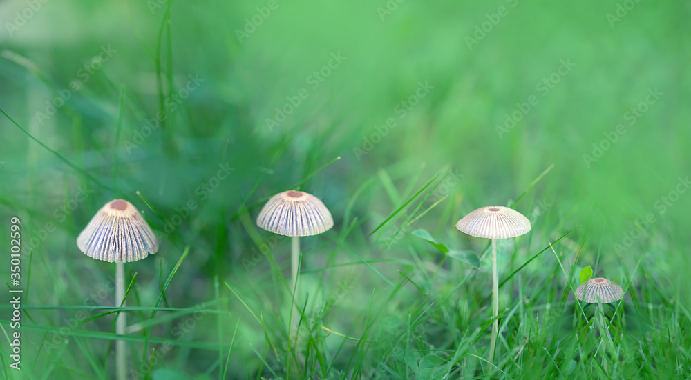 small mushroom on abstract green background. gentle nature image. mushroom on meadow, close up. small mushroom on abstract green background. gentle nature image. mushroom on meadow, close up.