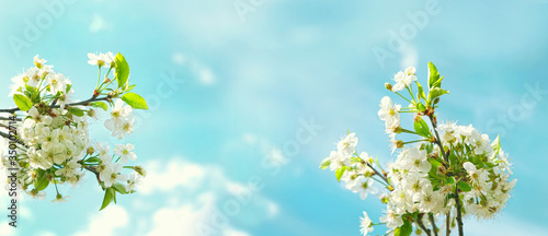 blossom cherry against blue sky. beautiful floral spring season. banner. copy space.