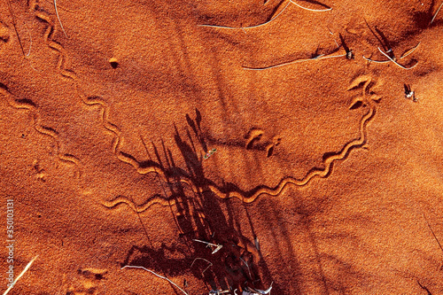 Interesting footprints in the sand left by animals with night activity, Francois Peron National Park. Australia
