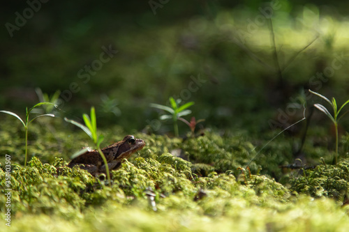 frog in a swamp in green moss