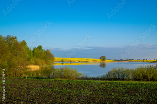 Spring agricultural landscape with rapeseed crop