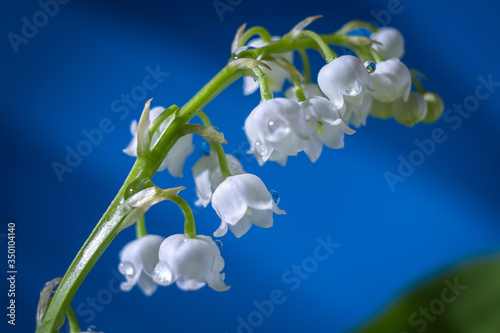 White Lily of the valley, Convallaria majalis