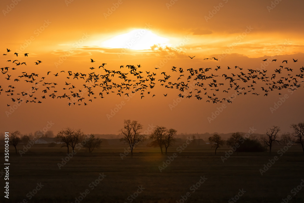 flying big flock of Greylag goose (Anser anser) over sunset landscape, bird migration in the Hortobagy National Park, Hungary, puszta is famouf ecosystems in Europe and UNESCO World Heritage Site