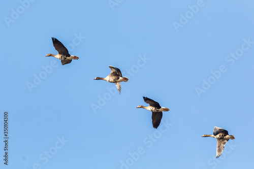 flying flock of Greylag goose  Anser anser   bird migration in the Hortobagy National Park  Hungary  puszta is famouf ecosystems in Europe and UNESCO World Heritage Site