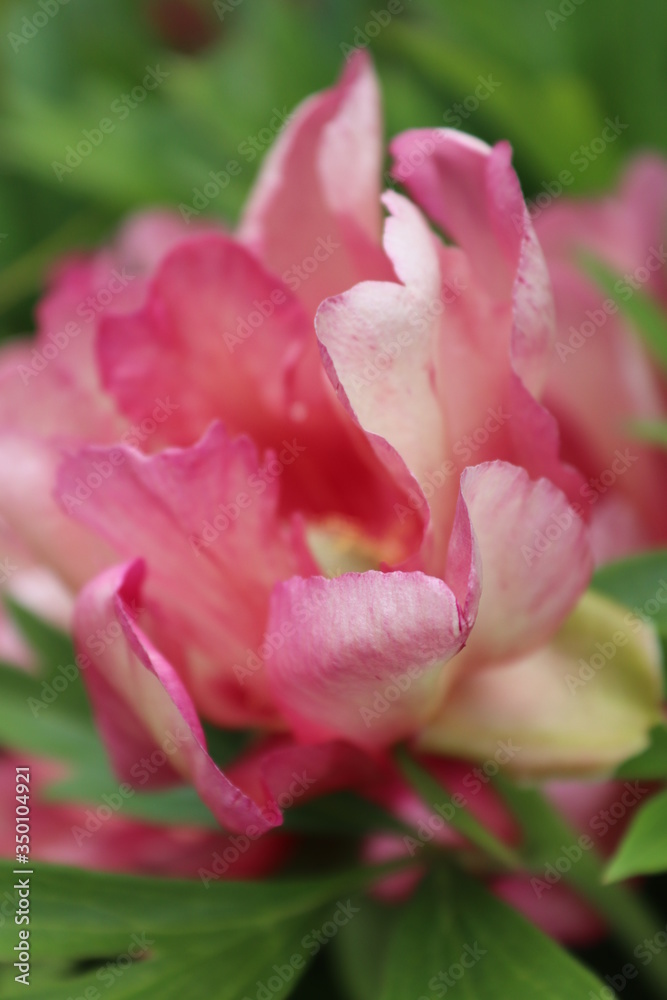 pink and white tulip