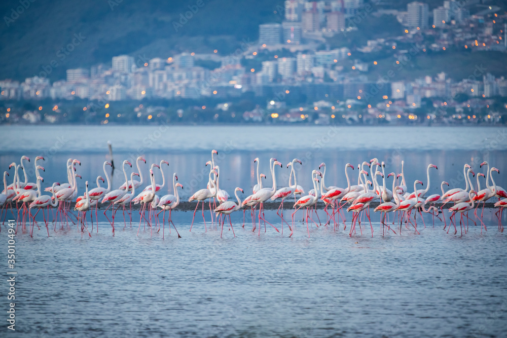 Fototapeta premium Pink big birds Greater Flamingos, Phoenicopterus ruber, in the water, izmir, Turkey. Flamingos cleaning feathers. Wildlife animal scene from nature.