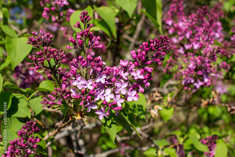 Close up view of newly emerging Persian lilac flower blossoms and buds with deep purple color, and blue sky background