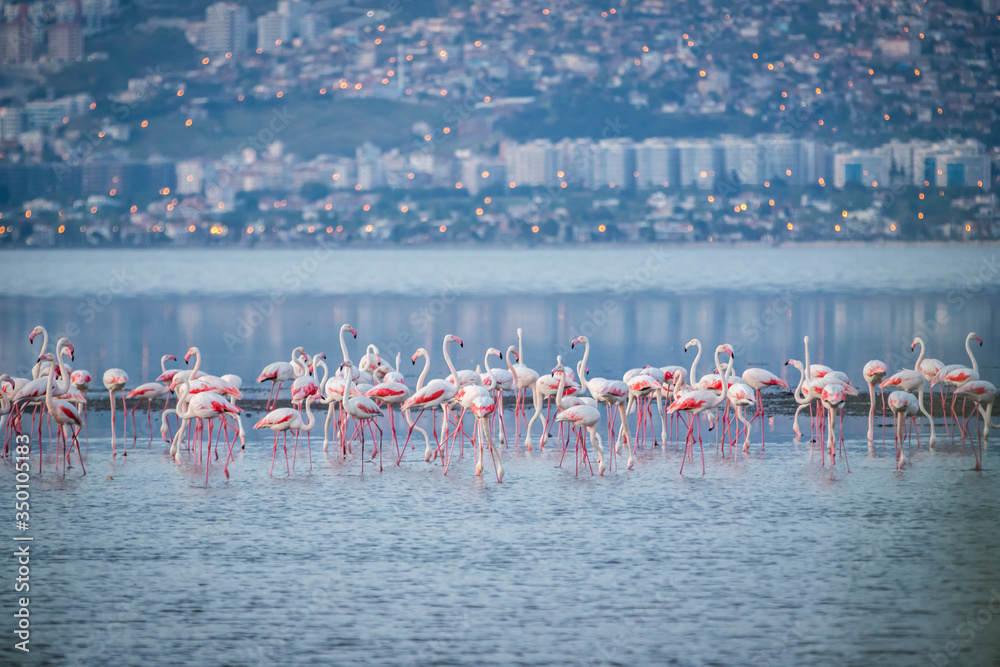 Pink big birds Greater Flamingos, Phoenicopterus ruber, in the water, izmir, Turkey. Flamingos cleaning feathers. Wildlife animal scene from nature.