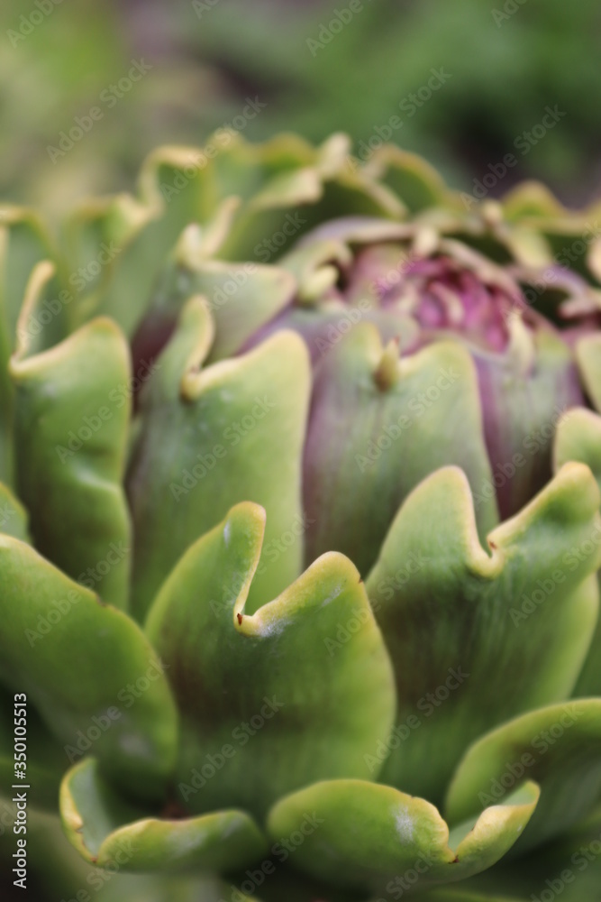 Fototapeta premium artichoke in the garden
