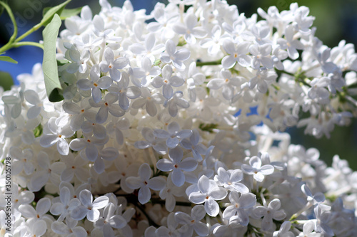 Blossom bunches of white lilac 3