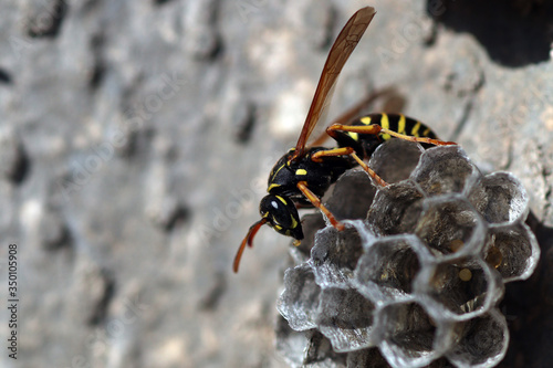Wasp is looking for her larvea in hive 9 photo