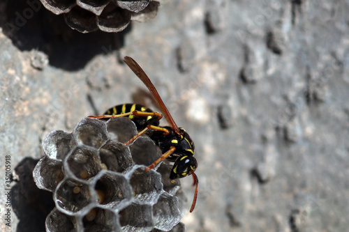 Wasp is looking for her larvea in hive 10 photo