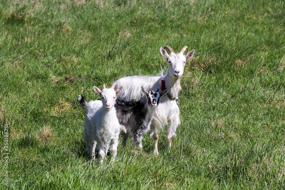 Three goats stand on the green grass.Goat family Three goats stand on the green grass.Goat family