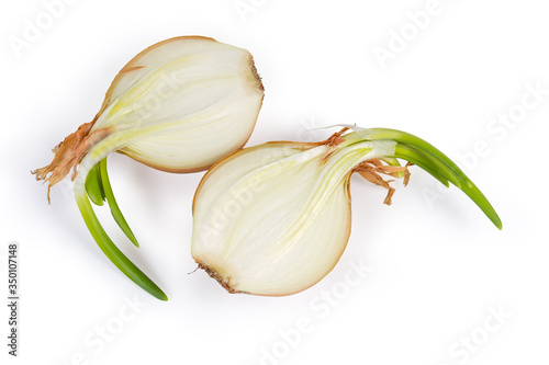 Halves of sprouted onion bulb on a white background