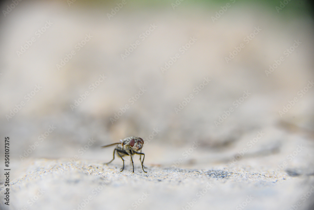 Mosquito perched on a white wall in an urban garden on a bright spring day Mosquito perched on a white wall in an urban garden on a bright spring day