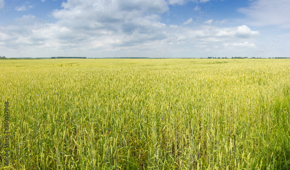 Field of unripe wheat against the sky with clouds