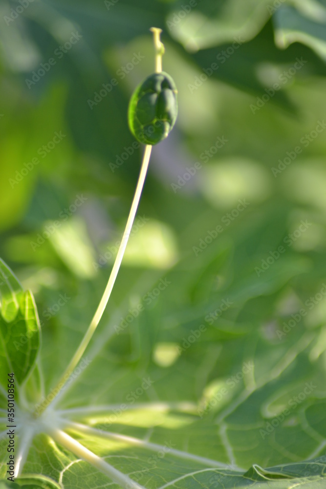 defocused of green leaf with little reflection of sunlight defocused of green leaf with little reflection of sunlight