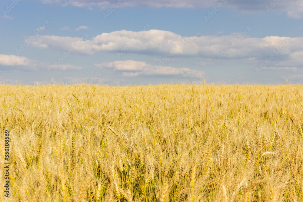Field of ripening wheat against the sky in summer Field of ripening wheat against the sky in summer