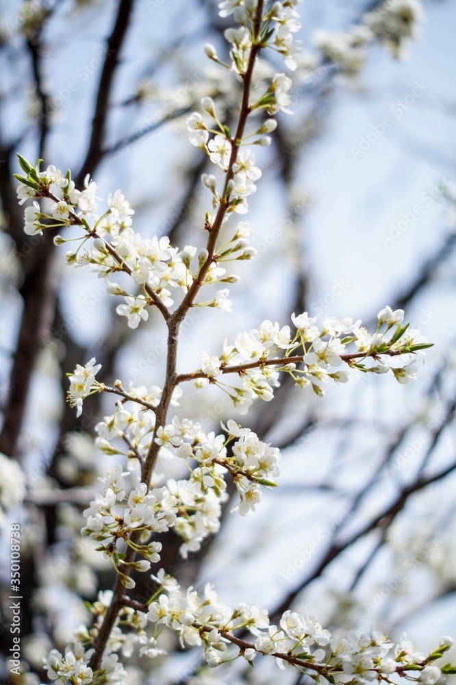 snow-white plum blossoms in the spring garden snow-white plum blossoms in the spring garden