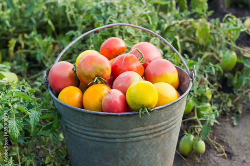 Freshly harvested tomatoes in old iron bucket against tomato plantation