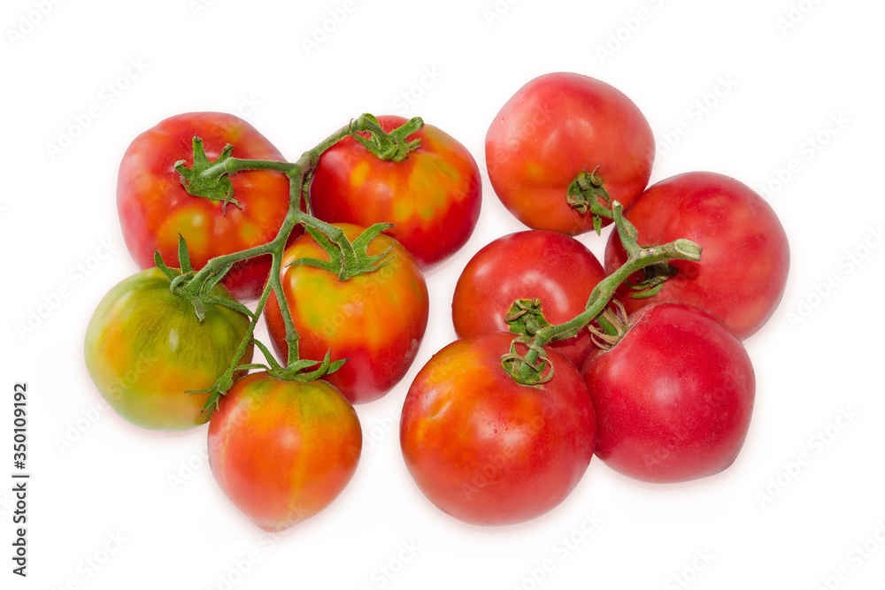 Freshly harvested tomatoes on twigs on a white background