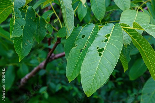 Walnut Tree Leaves Eaten by Insects photo