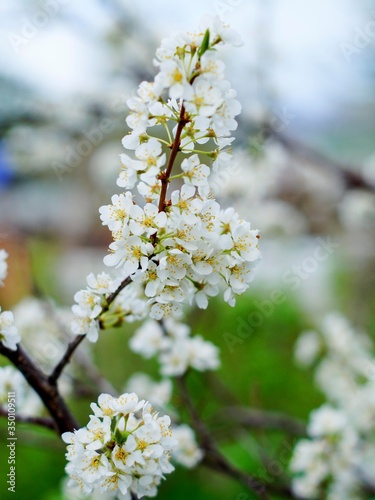 snow-white plum blossoms in the spring garden © Елена Кондратюк