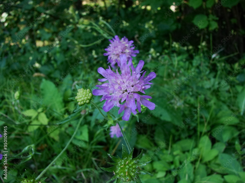 purple flowers in a field purple flowers in a field