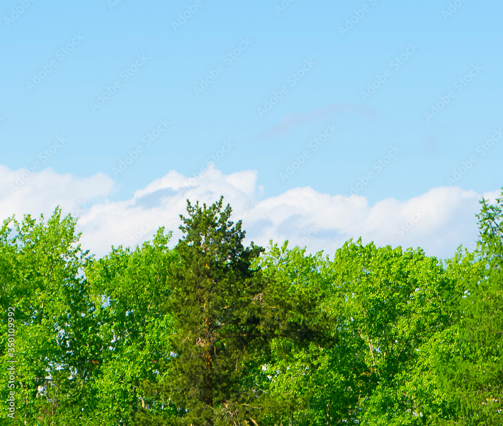 Fototapeta premium nature of the Park