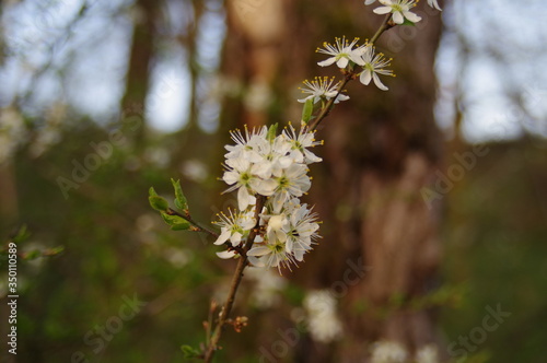 white cherry flowers in the spring