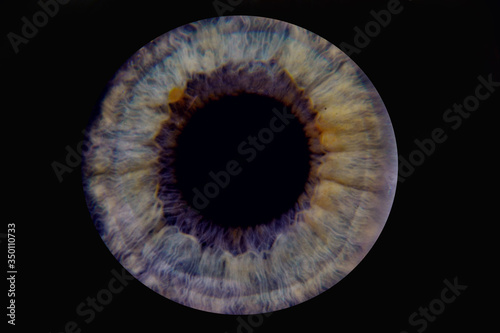Human purple eye iris. Pupil in macro on black background