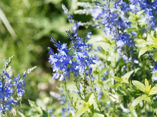 (Veronica austriaca) Fleurs bleues royales de véronique germandrée ou véronique autrichienne  photo