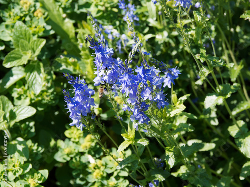 (Veronica austriaca) Véronique d'Autriche à floraison printanière en forme de touffes et épis dressés de fleurs bleu royal photo