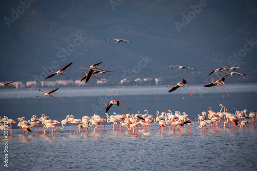 Pink big birds Greater Flamingos, Phoenicopterus ruber, in the water, izmir, Turkey. Flamingos cleaning feathers. Wildlife animal scene from nature.