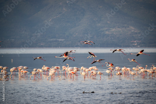 Pink big birds Greater Flamingos, Phoenicopterus ruber, in the water, izmir, Turkey. Flamingos cleaning feathers. Wildlife animal scene from nature.