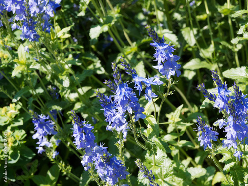 (Veronica austriaca) Véronique d'Autriche à floraison printanière en forme de touffes et épis dressés de fleurs bleu royal en cimes de tiges vert pourpré, feuillage vert franc photo