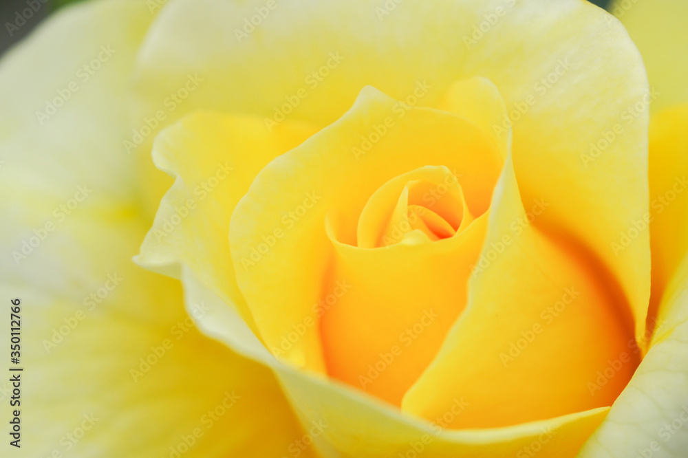バラの花 バラの花
