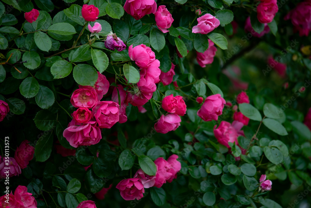 rose  garden flower