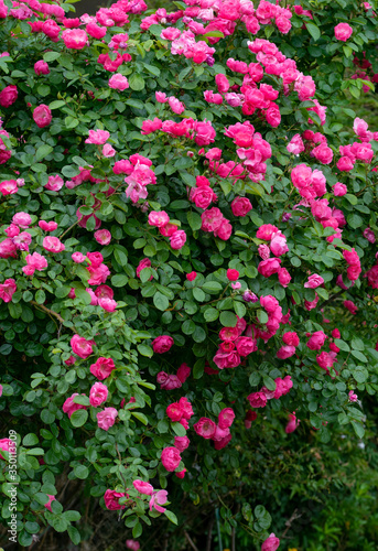 rose  garden flower