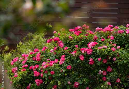 rose garden flower