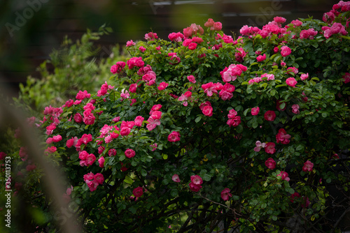 Wallpaper Mural rose  garden flower Torontodigital.ca