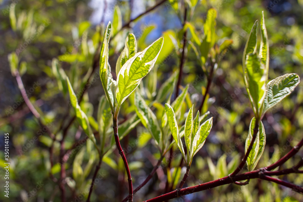 Abstract view of emerging new young leaves on a variegated dogwood bush, with defocused background Abstract view of emerging new young leaves on a variegated dogwood bush, with defocused background