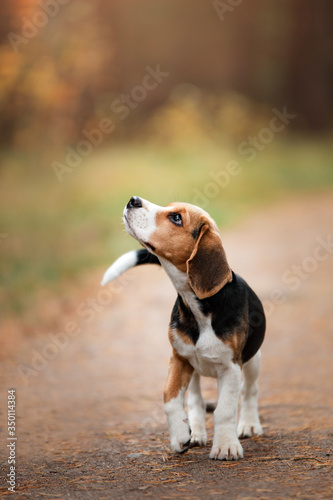 dog on nature in the park.beagle puppy. Pet for a walk