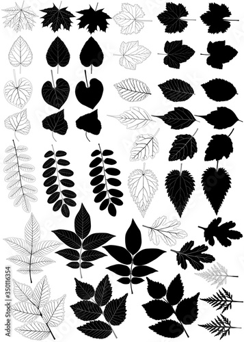 Collection of different species of foliage in silhouette and black-white image: maple, poplar, walnut, linden, elm, acacia, grape, currant, aster, ipomoea, nettle, ambrosia
