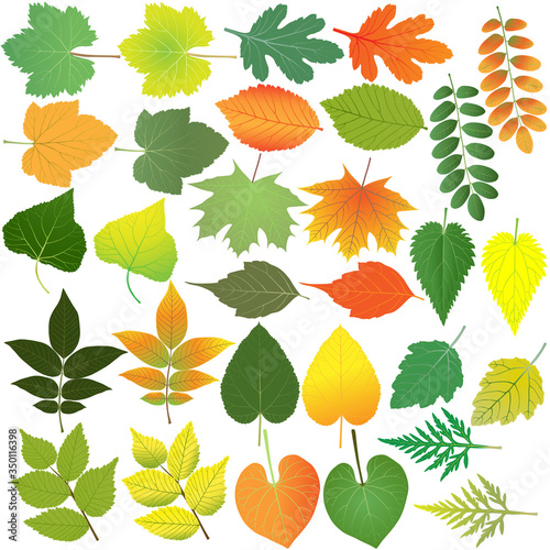 Collection of different species of foliage in colour image: maple, poplar, walnut, linden, elm, acacia, grape, currant, aster, ipomoea, nettle, ambrosia
