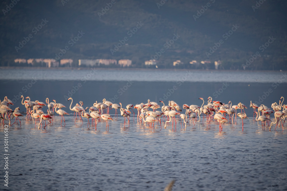 Fototapeta premium Pink big birds Greater Flamingos, Phoenicopterus ruber, in the water, izmir, Turkey. Flamingos cleaning feathers. Wildlife animal scene from nature.