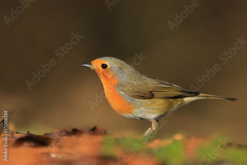 Photo of European robin (Erithacus rubecula) sits on a stump. Detailed and bright portrait. Autumn landscape with a song bird. Erithacus rubecula. Wildlife scene from nature.