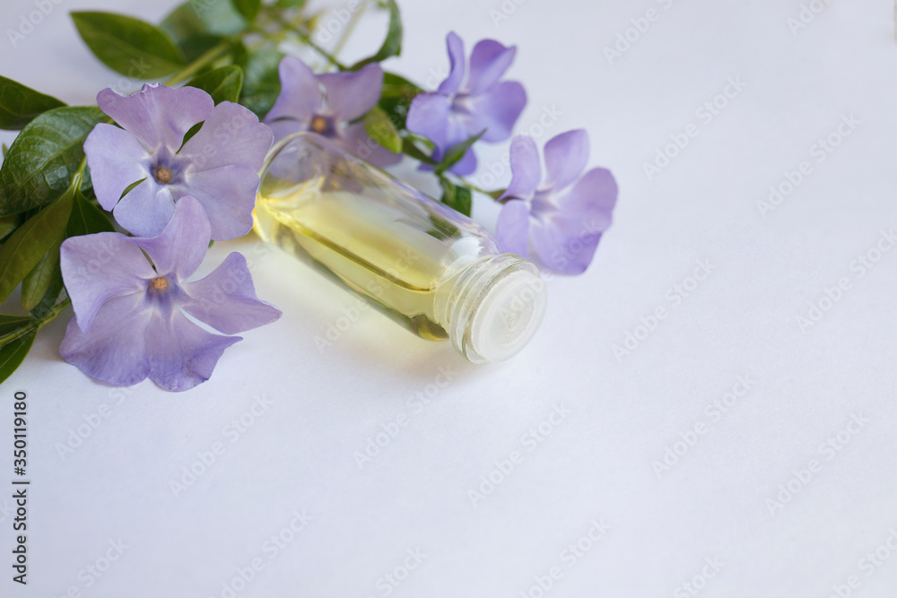 Vinca minor essential oil (extract, remedy) bottle with fresh Vinca minor flowers on white background Vinca minor essential oil (extract, remedy) bottle with fresh Vinca minor flowers on white background