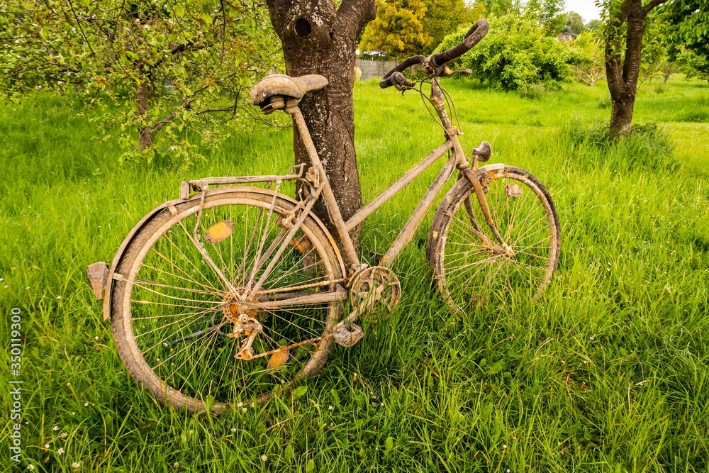 altes schmutziges Fahrrad im Frühling auf grüner wiese an Baum gelehnt