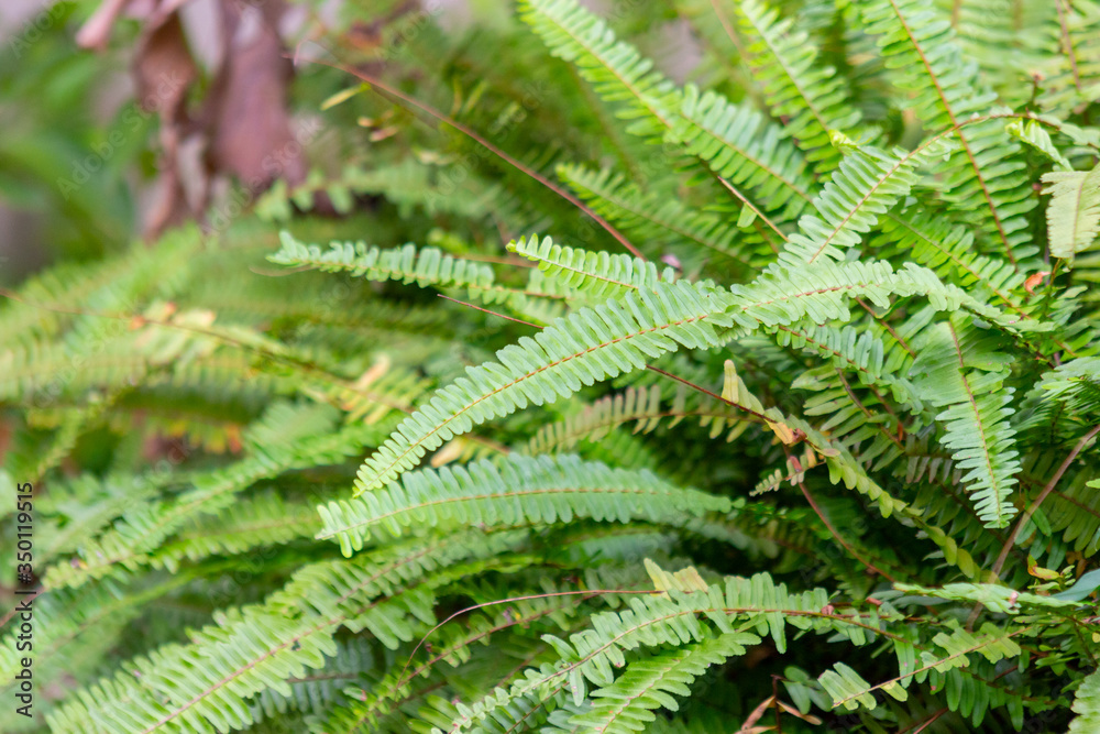 garden with green ferns in Rio de Janeiro.